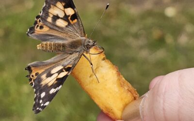 Die Zweitklässler entdecken die Welt der Schmetterlinge